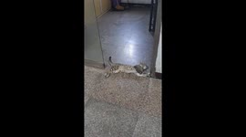 Fearless cat's close encounter: caught unscathed by sliding door