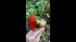 Royal Flycatchers display their beautiful crests during the bird banding *Nature's Beauty*