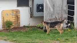 Farm dog wants to play! Rooster not so much. But doggo doesn't care he's gonna keep pestering that rooster.