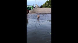 Purr-severance: resourceful cat finds a way across a puddle