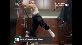 Kittens are the absolute cutest