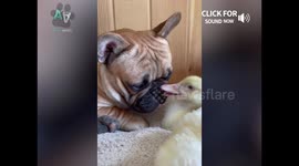 Unlikely Animal Friendships