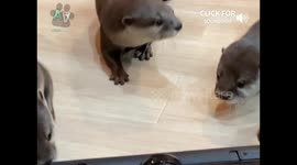 The Cutest Otter Moments