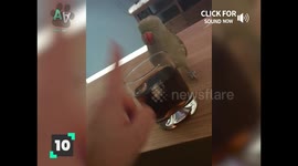 Top 11 Funniest Talking Birds