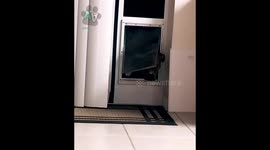 Hilarious Dogs Who Think They're Being Sneaky