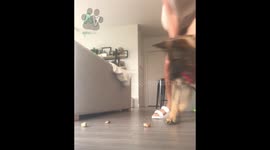 Dogs with the funniest's stuff in their Mouth