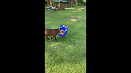 Goat Gets Stuck Looking For Snacks
