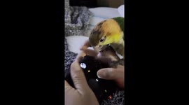 Needy Parrot Pulls Joystick Off Controller