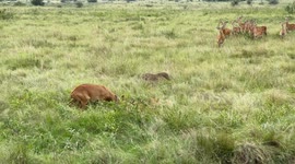 Battling Ugandan Kobs Evade Hunting Leopard