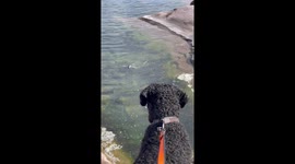 Curious Seal Greets Curly Coated Retriever