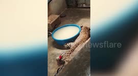 Leopards enter residential area in Gujarat, India