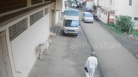 Donkey attacks senior citizen, injures him on road in Kolhapur, Maharashtra, India