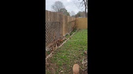 Early morning lizard yawning before completely waking up in his birdhouse home