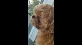 This Puppy was crying