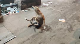 Incredible Canine Prankster Delights Internet with Deceptive Paralysis Act in western India