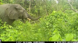 The Sound Of Angry Bees Is Keeping The Peace Between African Elephants And Humans in Liberia
