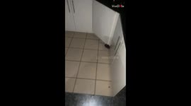 Cornered rat causes panic while running around the kitchen to save his life