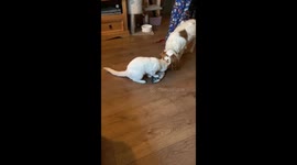 Mario The Cat's Toy Swiped From Right Under Him