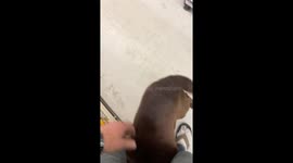 Paws-itively independent: clever canine takes treat shopping to new heights!