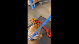 Adventures at PetSmart: Max the fearless pup steals hearts and toys