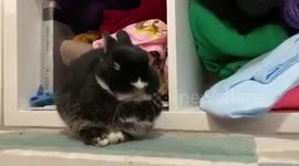 The adorable antics of Herbie: a bunny cartoon character in real life