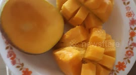 Mango cut in dices in a plate. Martinica island, French West Indies. 15 july 2023.