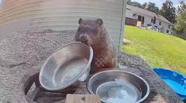 Groundhog Loudly Announces His Hunger
