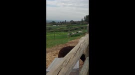 A few lambs playing with a guinea fowl chasing the birds up and down in the long grass.