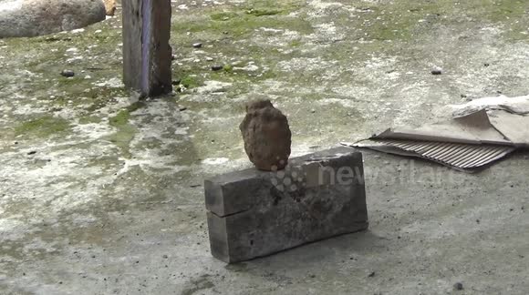 Padang residents found active pineapple grenade bombs while cleaning their garden, suspected that these grenades were former wars between Indonesia and the colonialists
