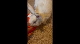 That’s Certainly One Way to Solve the Puzzle