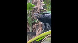 Muddy mishap: hilarious cat battle ends in gutter adventure!