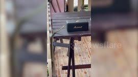 Wild snake dances when it slithers alongside Bluetooth speaker playing music