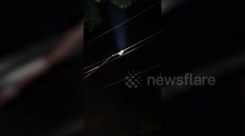 Workers rescue electrocuted loris hanging from cable and release it into the forest