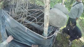 Poin of view how rescuer evacuated rare sumatran tiger from trap to rehabilitation