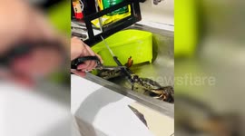 Knife-wielding crab puts up a fight as chef tries to cook it for dinner