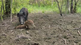 Boar mum and piglets promptly revive member of furry crew