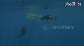Intensity arises in deep blue sea as sneaky sea lion outsmarts sailfish by stealing its food