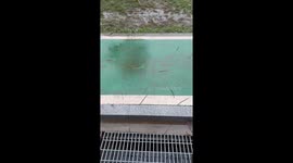 A Worm Family Reunion