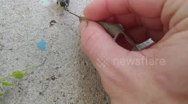 Bumblebee lives Pt. 2. Bumblebee stuck on some yard covering saved.