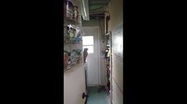 Cat tries to jump onto shelf, success! One video shows him failing this one shows success!