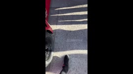 This Dog Is A Racecar Driver