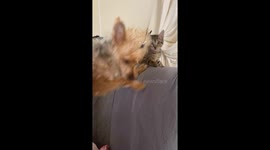 Beautiful souls ❤️ Dog and kitten playing together like brothers☺️