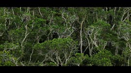 Exploring Eco-China | How China supports mangrove conservation