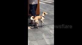 Dog left squirming in discomfort as Shanghai sizzles in scorching temperature
