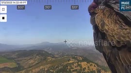 Wild vulture grooms itself in front of security camera in Napa Valley