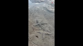 Starfish seeking comfort in beach sand amid low tide *Mesmerizing*