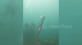 Divers swim with huge earthquake-heralding oarfish with bizarre holes in its body