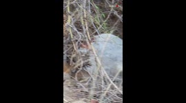 Hangry Tiger's ROARACIOUS warning to everyone to stay away from his meal