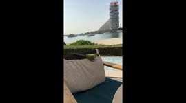 Hungry Wild ring-neck parrot joins women on their lunch date *Wholesome*