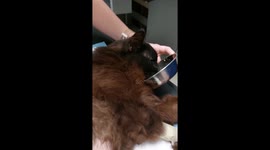 Today, on the 11th day after a rocket hit a residential building in Lviv, utility workers found a live cat under the rubble